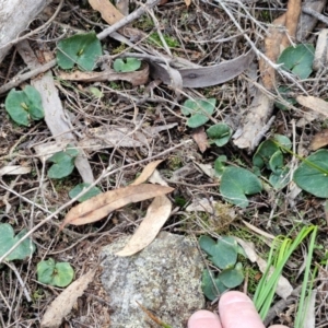 Acianthus collinus at Goulburn, NSW - 19 Jul 2024