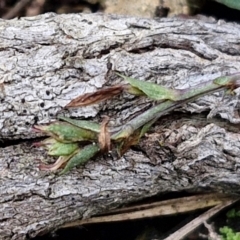 Acianthus collinus at Goulburn, NSW - 19 Jul 2024