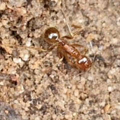 Aphaenogaster longiceps (Funnel ant) at Goulburn, NSW - 19 Jul 2024 by trevorpreston