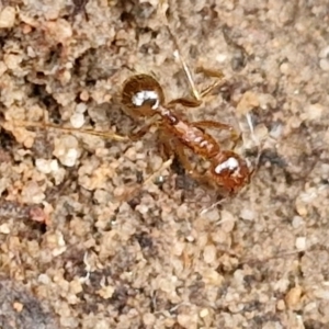 Aphaenogaster longiceps at Goulburn, NSW - 19 Jul 2024