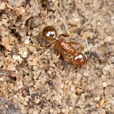 Aphaenogaster longiceps (Funnel ant) at Goulburn, NSW - 19 Jul 2024 by trevorpreston