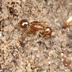 Aphaenogaster longiceps at Goulburn, NSW - 19 Jul 2024