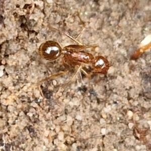 Aphaenogaster longiceps at Goulburn, NSW - 19 Jul 2024