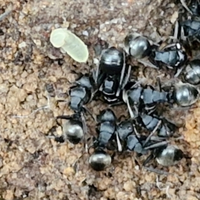 Polyrhachis sp. (genus) (A spiny ant) at Goulburn, NSW - 19 Jul 2024 by trevorpreston