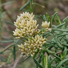 Cassinia aculeata subsp. aculeata (Dolly Bush, Common Cassinia, Dogwood) at Goulburn, NSW - 19 Jul 2024 by trevorpreston
