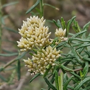 Cassinia aculeata subsp. aculeata at Goulburn, NSW - 19 Jul 2024