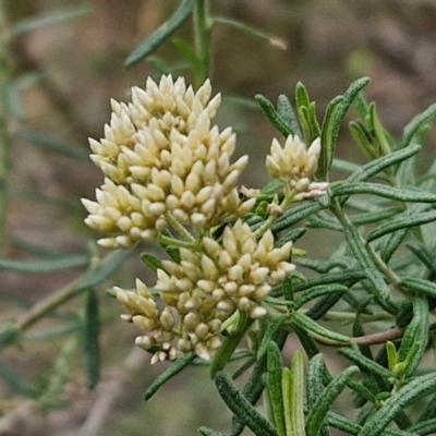 Cassinia aculeata subsp. aculeata (Dolly Bush, Common Cassinia, Dogwood) at Goulburn, NSW - 19 Jul 2024 by trevorpreston