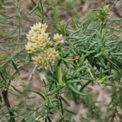 Cassinia aculeata subsp. aculeata at Goulburn, NSW - 19 Jul 2024