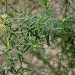 Cassinia aculeata subsp. aculeata at Goulburn, NSW - 19 Jul 2024