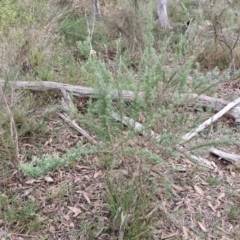 Cassinia aculeata subsp. aculeata at Goulburn, NSW - 19 Jul 2024