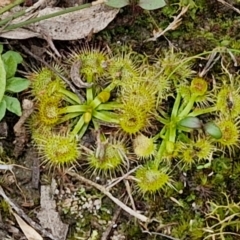 Drosera sp. (A Sundew) at Goulburn, NSW - 19 Jul 2024 by trevorpreston