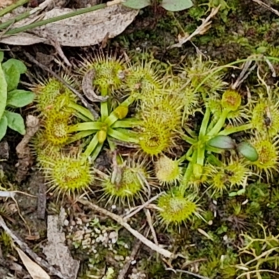 Drosera sp. (A Sundew) at Goulburn, NSW - 19 Jul 2024 by trevorpreston