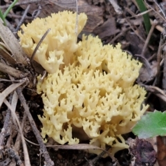 Ramaria sp. (genus) (A Coral fungus) at Goulburn, NSW - 19 Jul 2024 by trevorpreston