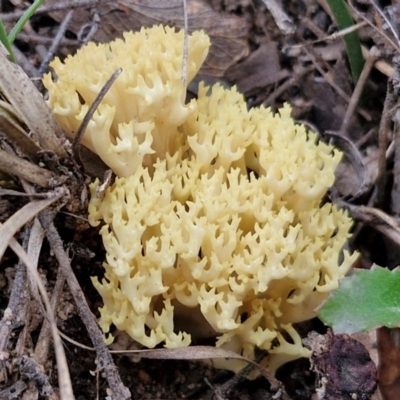 Ramaria sp. (A Coral fungus) at Goulburn, NSW - 19 Jul 2024 by trevorpreston