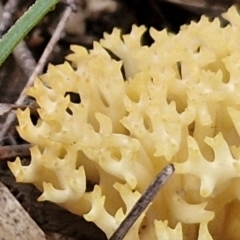 Ramaria sp. at Goulburn, NSW - 19 Jul 2024 03:21 PM