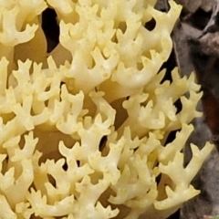 Ramaria sp. at Goulburn, NSW - 19 Jul 2024