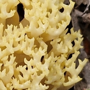 Ramaria sp. at Goulburn, NSW - 19 Jul 2024