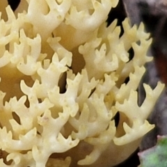 Ramaria sp. at Goulburn, NSW - 19 Jul 2024