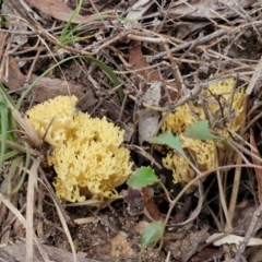 Ramaria sp. at Goulburn, NSW - 19 Jul 2024