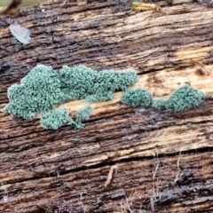 Trichoderma 'green fluffy' at Goulburn, NSW - 19 Jul 2024