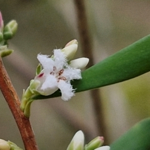 Styphelia mutica at Goulburn, NSW - 19 Jul 2024