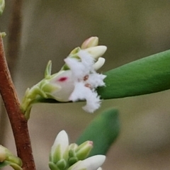 Styphelia mutica at Goulburn, NSW - 19 Jul 2024