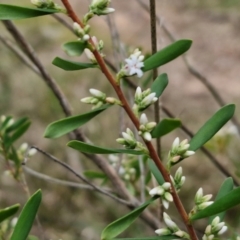 Styphelia mutica at Goulburn, NSW - 19 Jul 2024