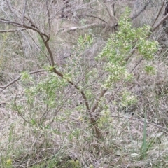 Styphelia mutica at Goulburn, NSW - 19 Jul 2024