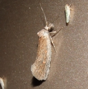 Pachybela sp at Gluepot, SA - suppressed