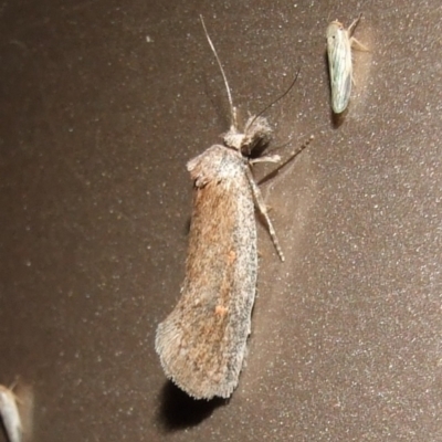 Pachybela (genus) (A Concealer moth (Eulechria group) at Gluepot, SA - 23 Apr 2010 by WendyEM