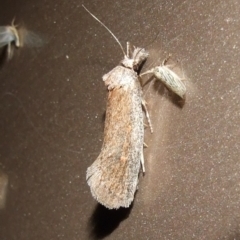 Pachybela sp at Gluepot, SA - suppressed