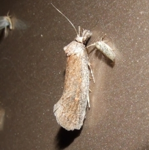 Pachybela sp at Gluepot, SA - 23 Apr 2010