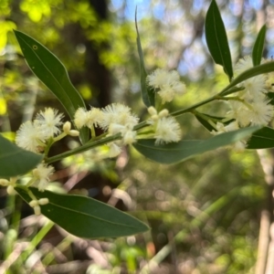 Acacia myrtifolia at Ulladulla, NSW - 19 Jul 2024