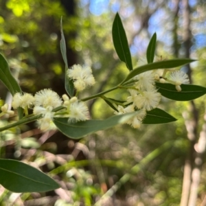 Acacia myrtifolia at Ulladulla, NSW - 19 Jul 2024