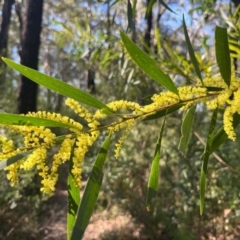 Acacia longifolia subsp. longifolia (sallow or Sydney golden wattle) at Ulladulla, NSW - 19 Jul 2024 by Clarel