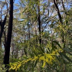 Acacia longifolia subsp. longifolia at Ulladulla, NSW - 19 Jul 2024