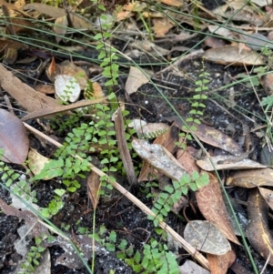 Lindsaea linearis at Ulladulla, NSW - 19 Jul 2024