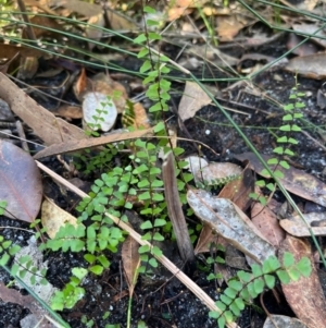 Lindsaea linearis at Ulladulla, NSW - 19 Jul 2024