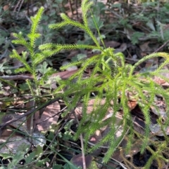 Lycopodium deuterodensum (Bushy Club Moss) at Ulladulla, NSW - 19 Jul 2024 by Clarel