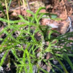 Pseudolycopodium densum at Ulladulla, NSW - suppressed