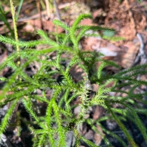 Lycopodium deuterodensum at Ulladulla, NSW - 19 Jul 2024