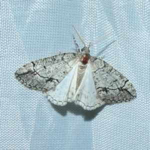 Lophosticha idiograpta at Gluepot, SA - suppressed