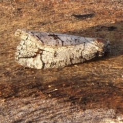 Lophosticha idiograpta at Gluepot, SA - suppressed