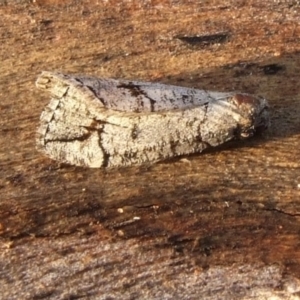 Lophosticha idiograpta at Gluepot, SA - suppressed
