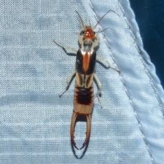 Labidura riparia (Common Brown Earwig) at Gluepot, SA - 23 Apr 2010 by WendyEM