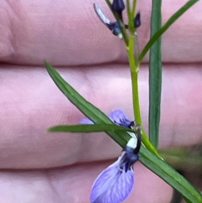 Pigea vernonii (Spade Flower) at Ulladulla, NSW - 19 Jul 2024 by Clarel