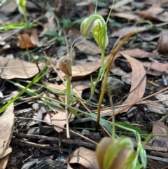 Pterostylis grandiflora (Cobra Greenhood) at Ulladulla, NSW - 19 Jul 2024 by Clarel