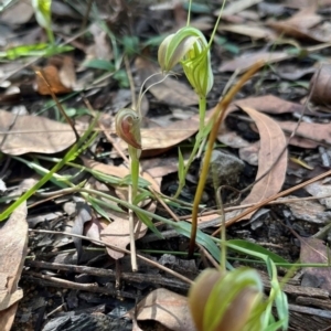 Pterostylis grandiflora at Ulladulla, NSW - 19 Jul 2024