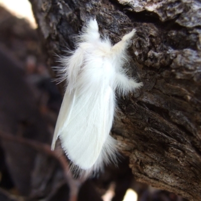 Trichiocercus sparshalli (Sparshall's Moth) at Gluepot Reserve - 24 Apr 2010 by WendyEM