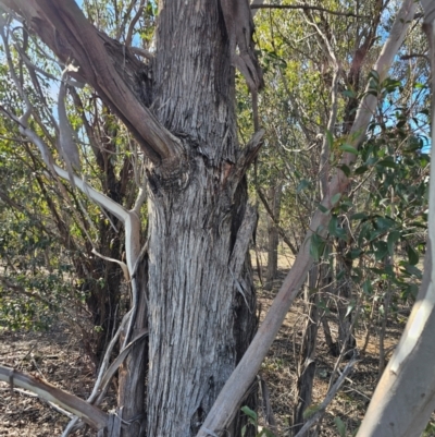 Eucalyptus dives at Whitlam, ACT - 19 Jul 2024 by Jiggy